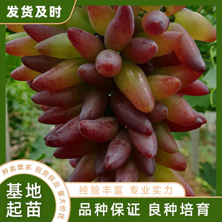 葡之梦葡萄苗