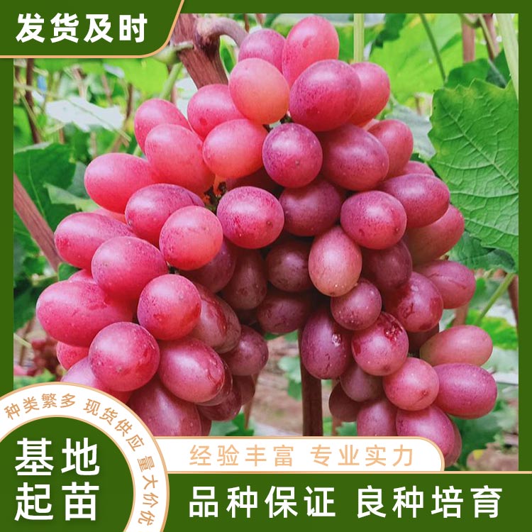 克伦生葡萄苗