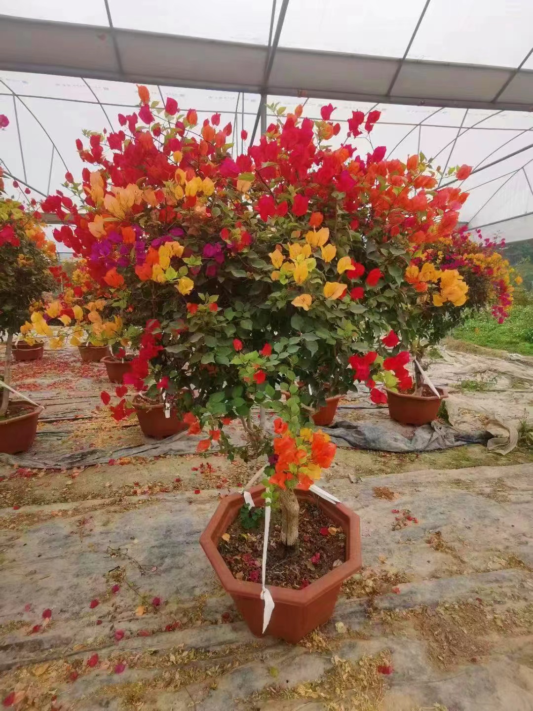 多色三角梅 工厂  批发零售 货发全国