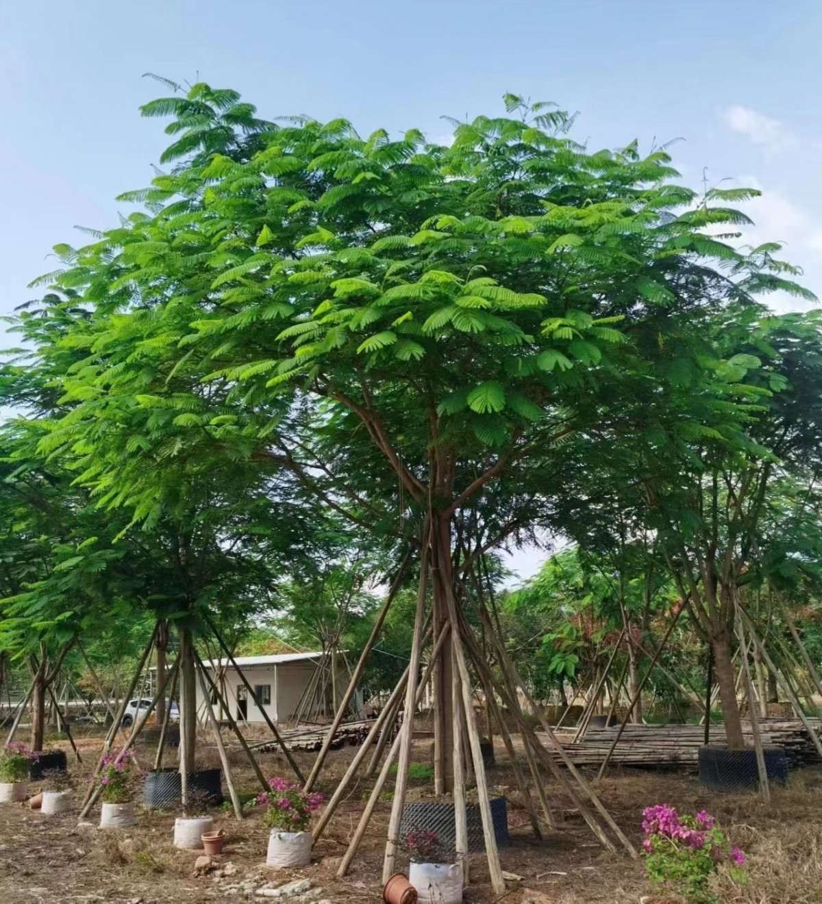 凤凰木 工厂  批发零售 货发全国