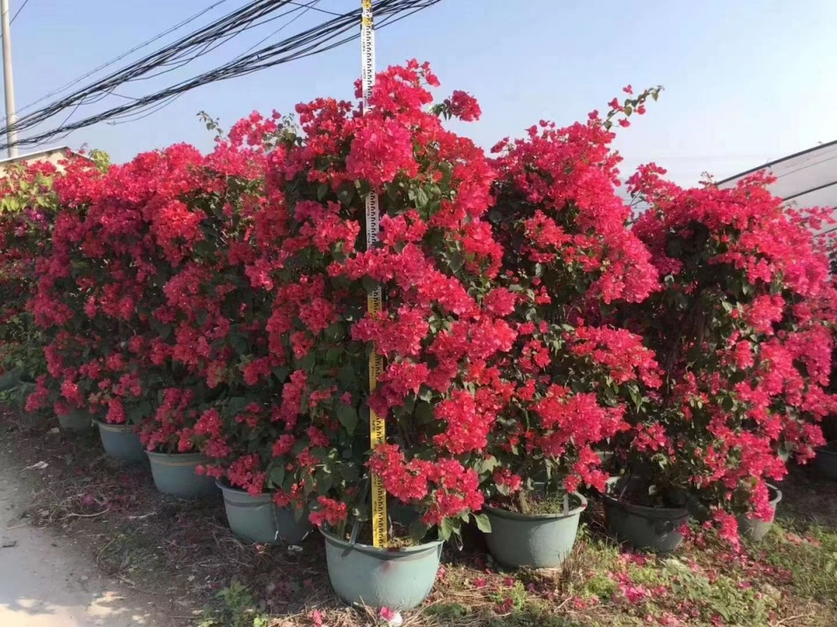 红花三角梅 工厂  批发零售 货发全国