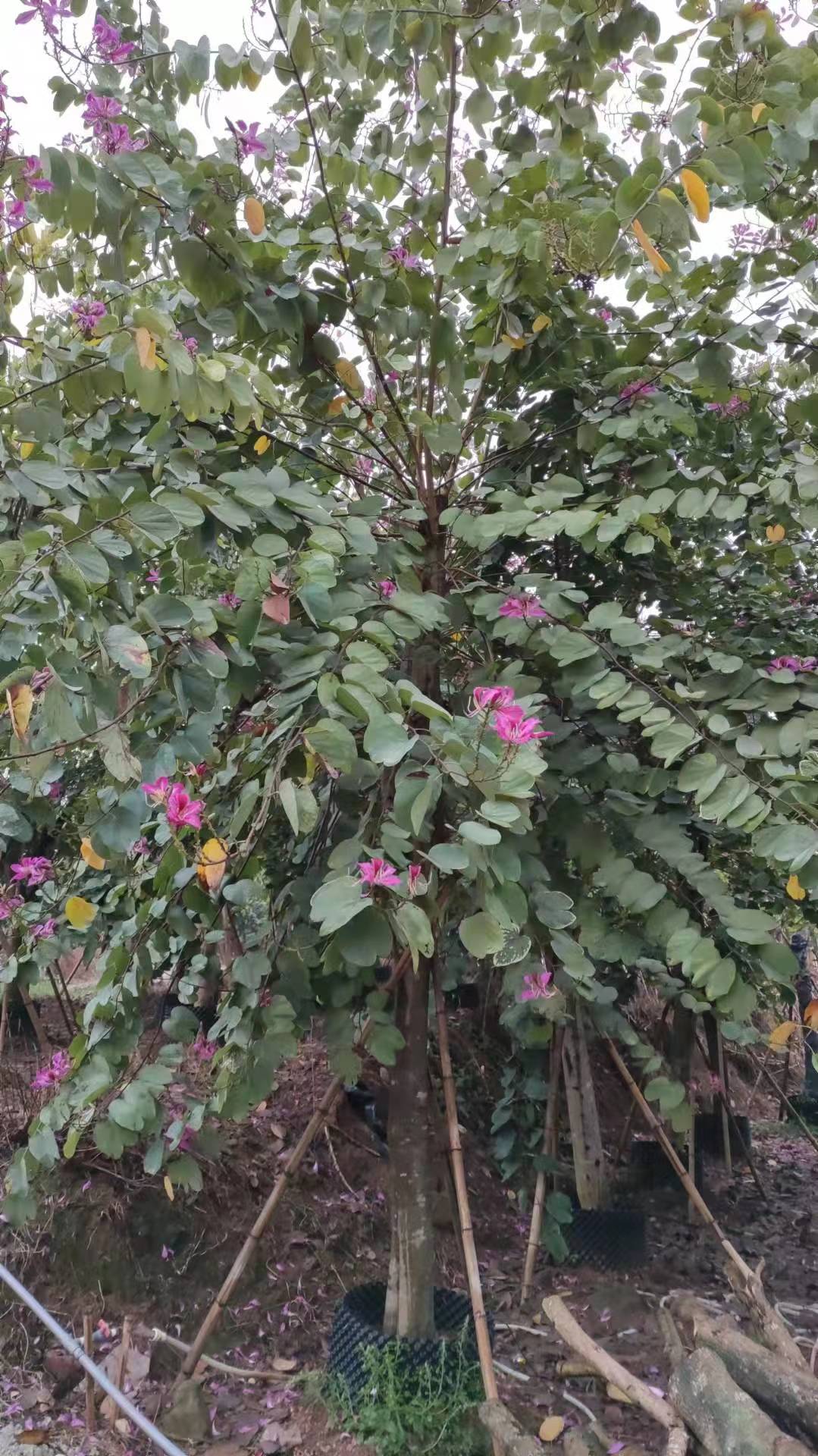 红花羊蹄甲 工厂  批发零售 货发全国