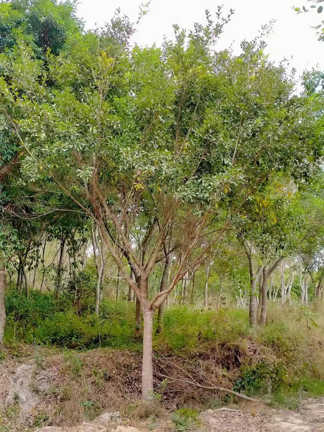 红皮榕 工厂  批发零售 货发全国