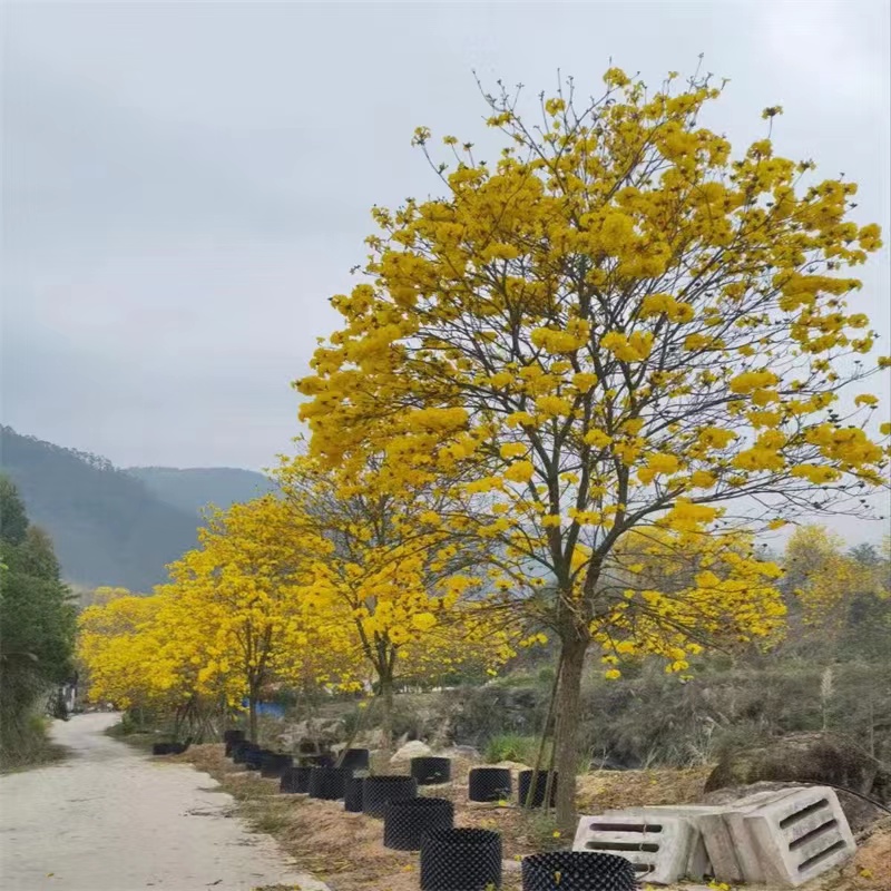 黄花风铃木 工厂  批发零售 货发全国