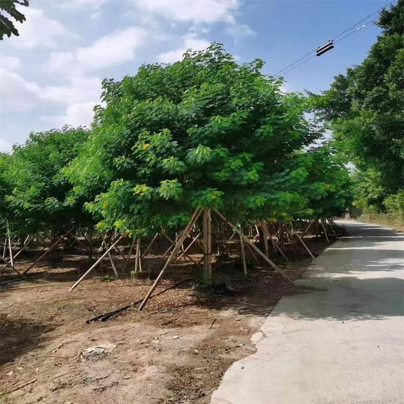 黄花槐 工厂  批发零售 货发全国