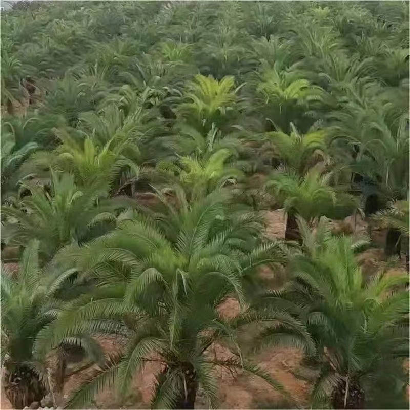 加拿利海枣 工厂  批发零售 货发全国