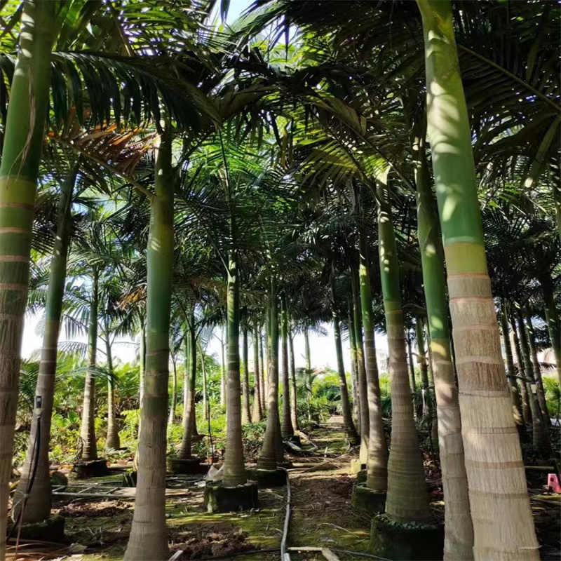 假槟榔 工厂  批发零售 货发全国