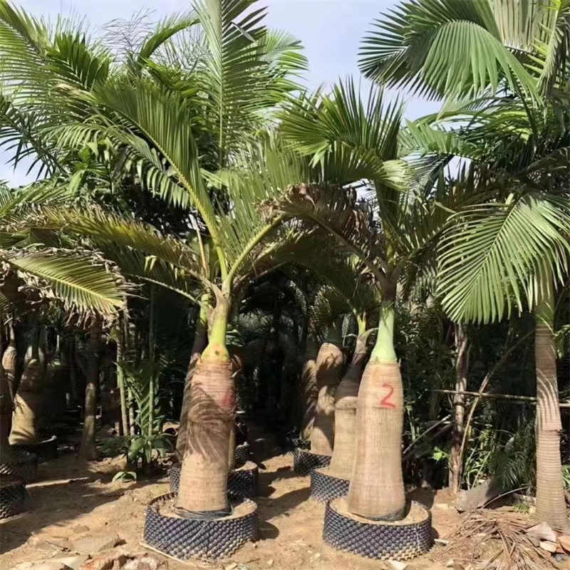 酒瓶椰子 工厂  批发零售 货发全国