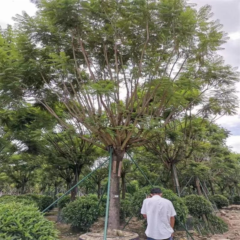 蓝花楹 工厂  批发零售 货发全国