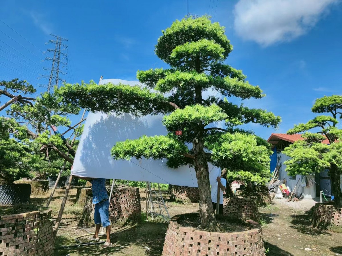 罗汉松 工厂  批发零售 货发全国
