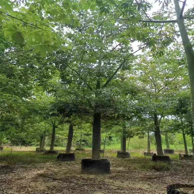 美丽异木棉 工厂  批发零售 货发全国