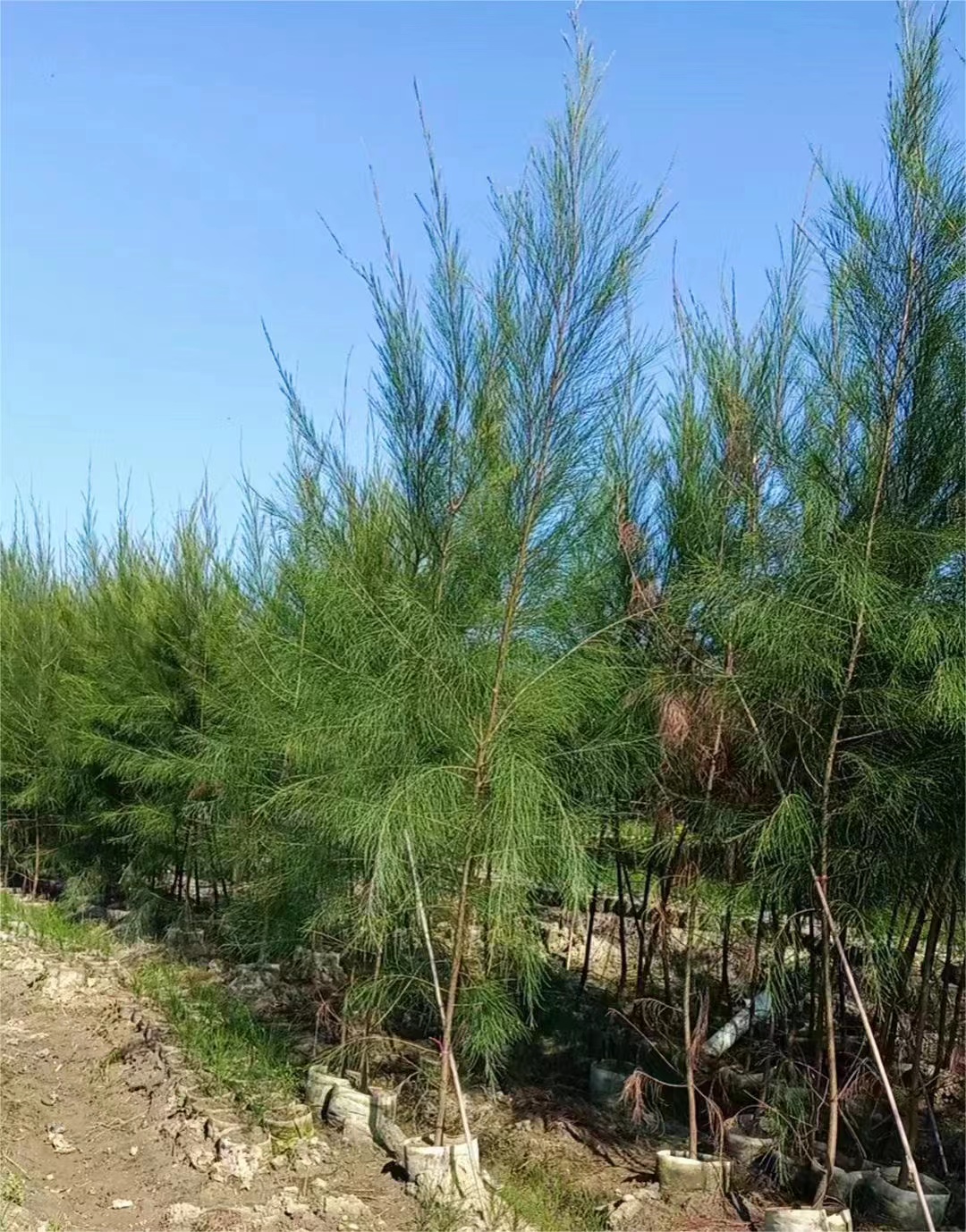 木麻黄 工厂  批发零售 货发全国