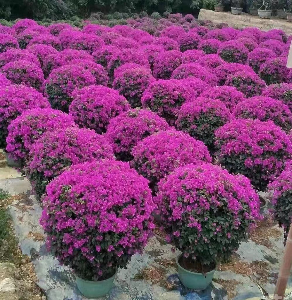 三角梅球 工厂  批发零售 货发全国