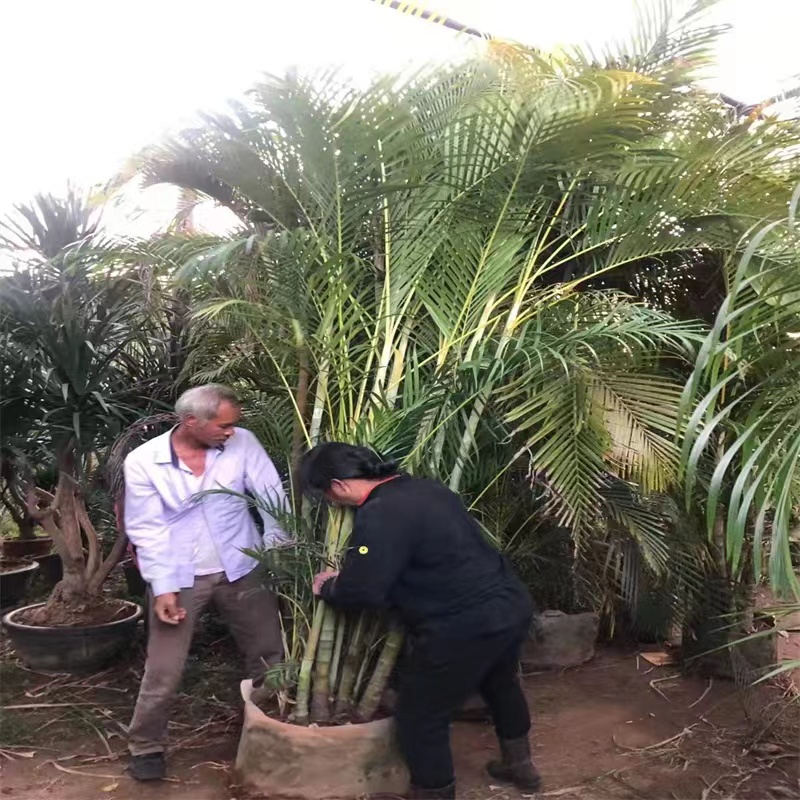 散尾葵 工厂  批发零售 货发全国