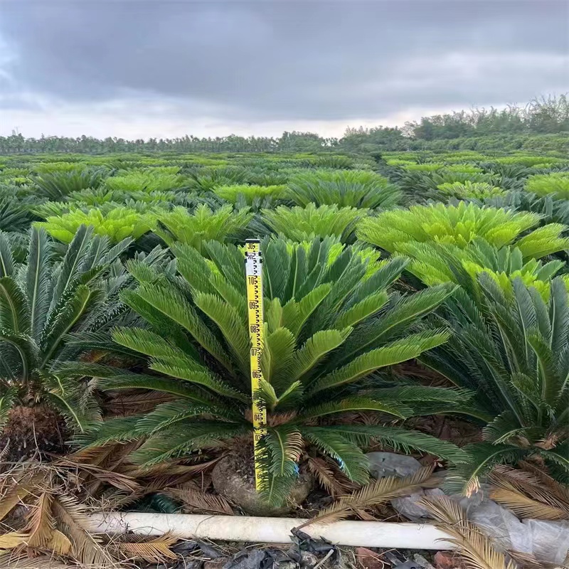 苏铁 工厂  批发零售 货发全国