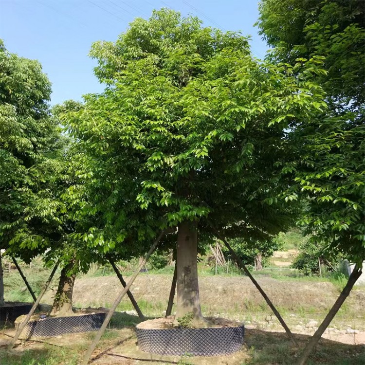 天竺桂 工厂  批发零售 货发全国