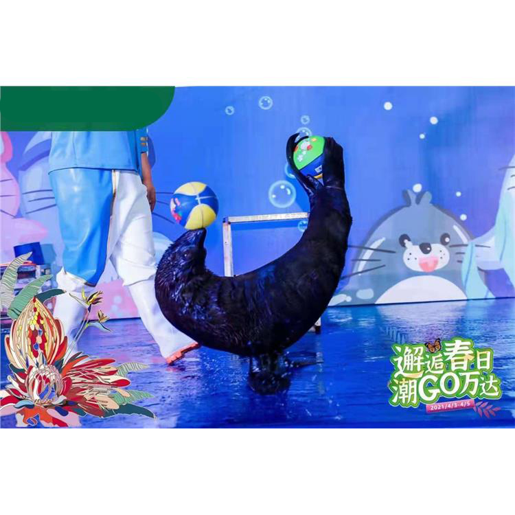 海狮表演