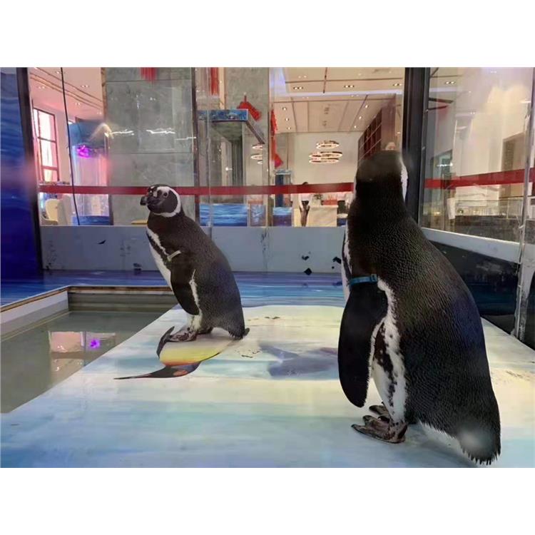 企鹅展览