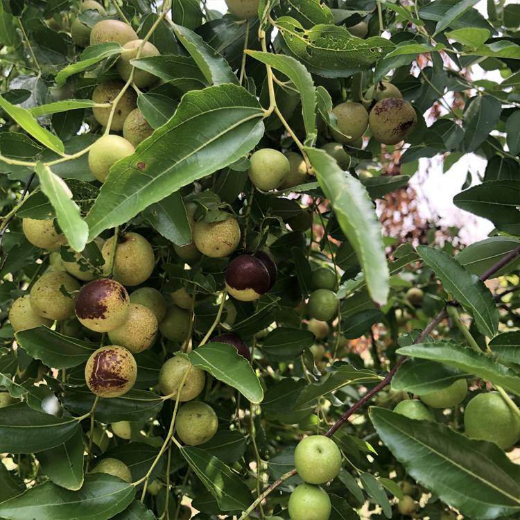 移植枣树苗