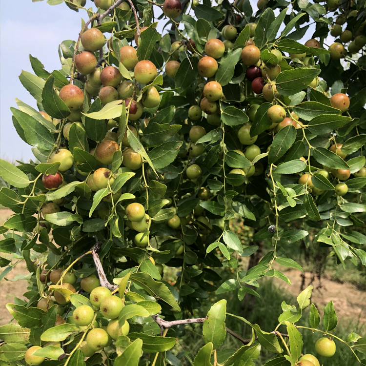 酸枣苗种植