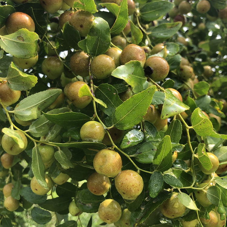 基地批发种植酸枣苗