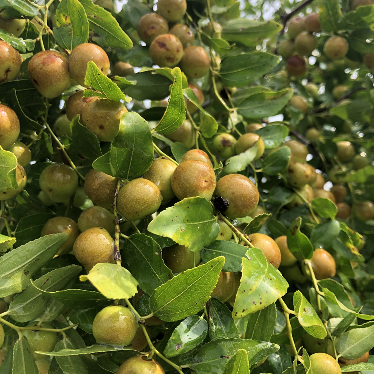 大酸枣苗木基地批发