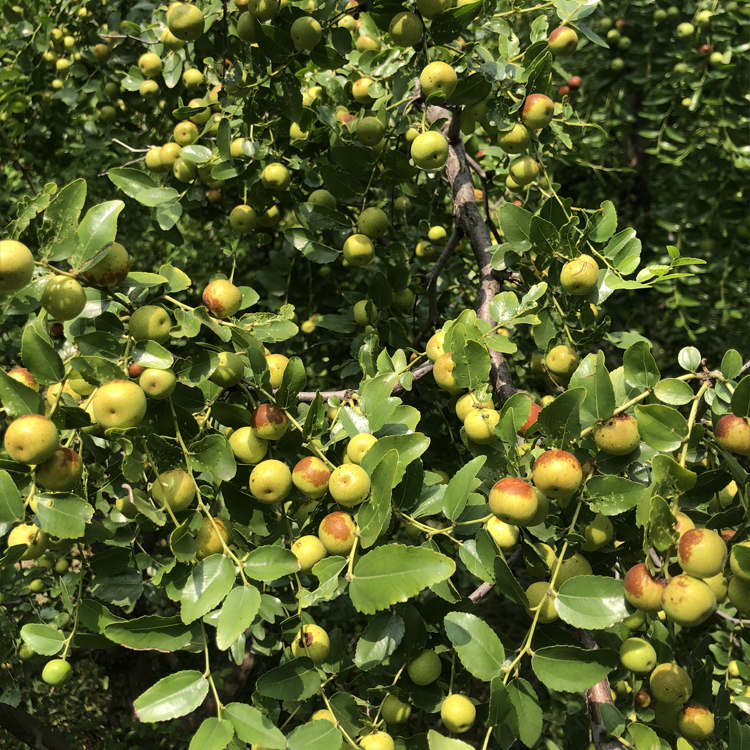 栽培批发种植酸枣苗