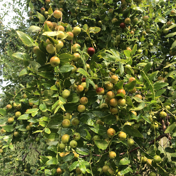 大酸枣苗种植移栽