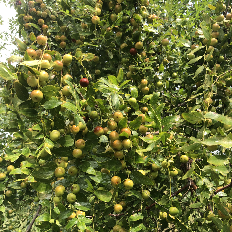 大个酸枣树苗种植