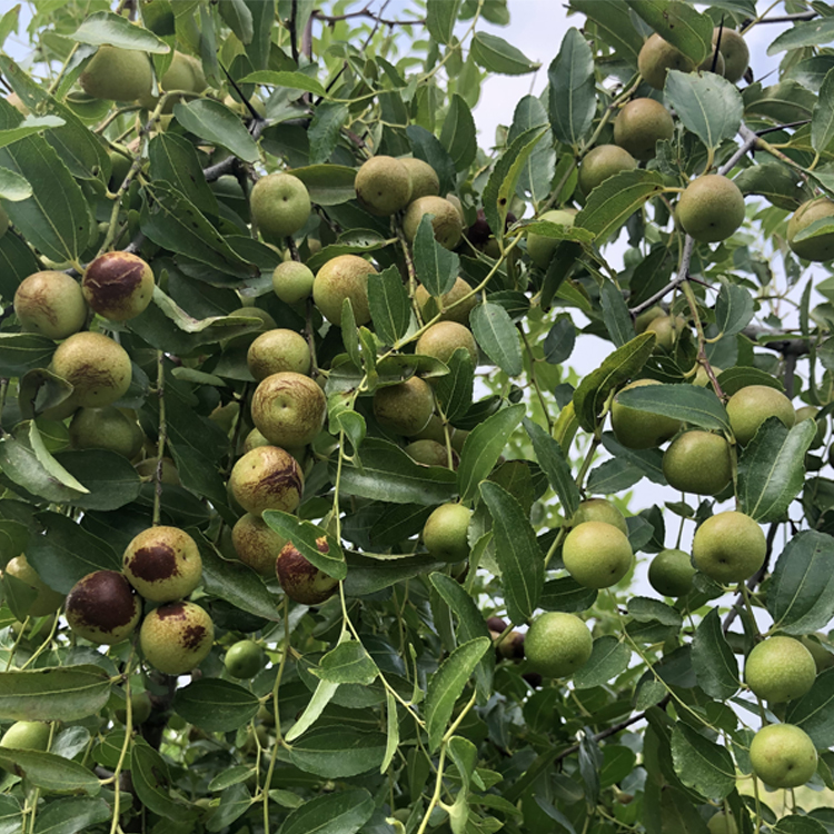 种植基地培育酸枣苗