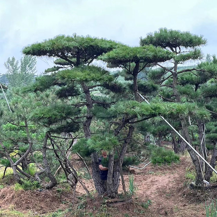 造型松基地