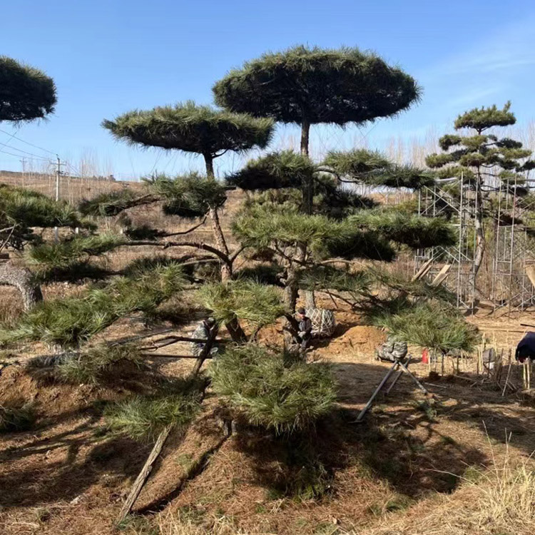 造型松基地