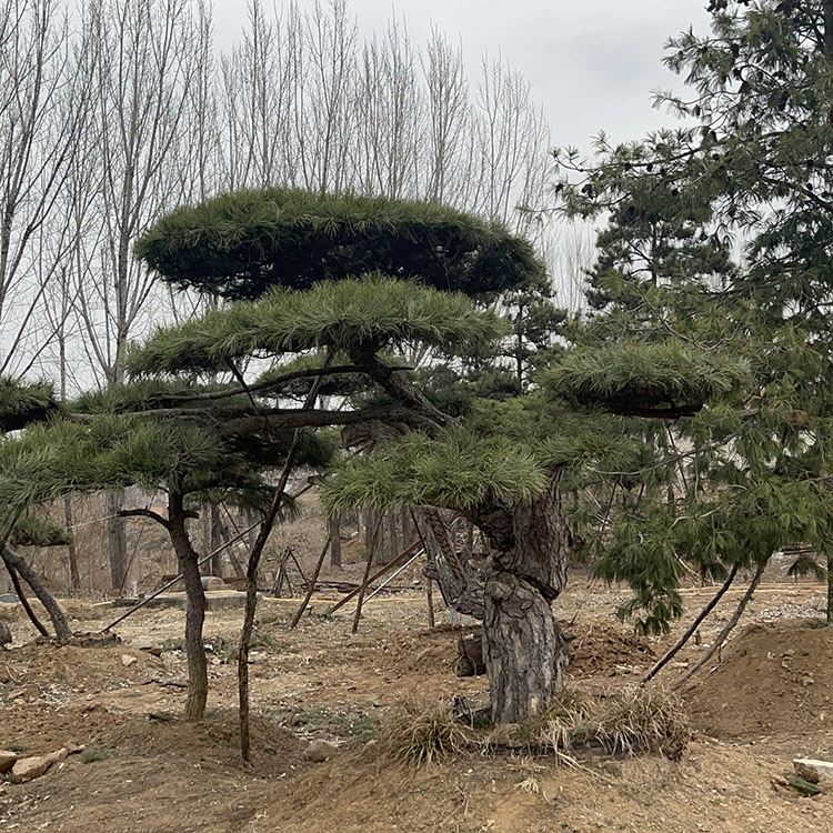 造型松价格