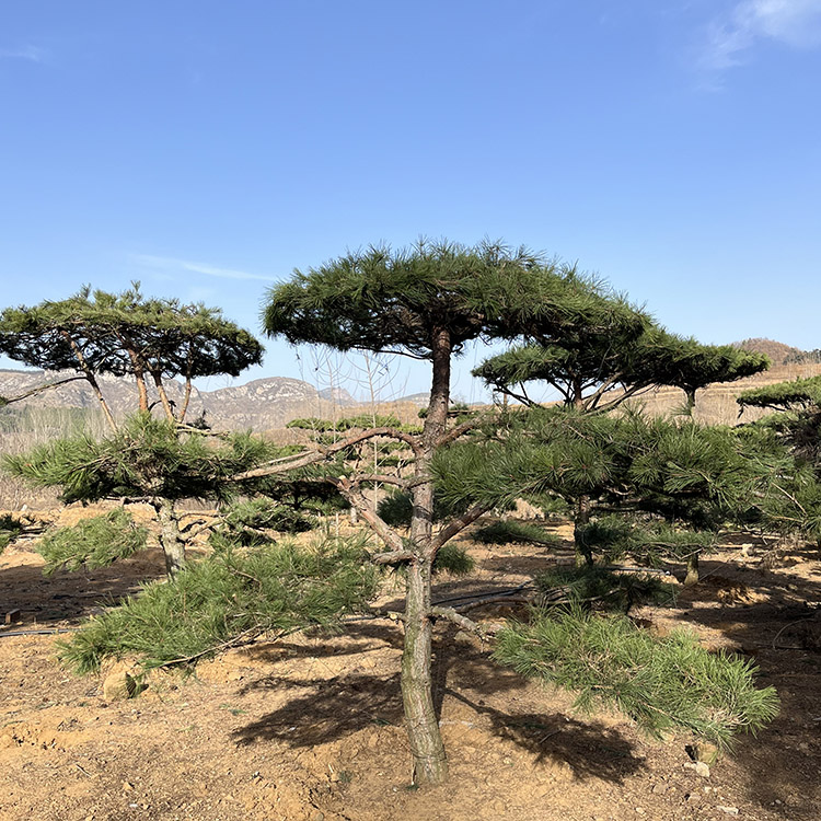 造型松价格