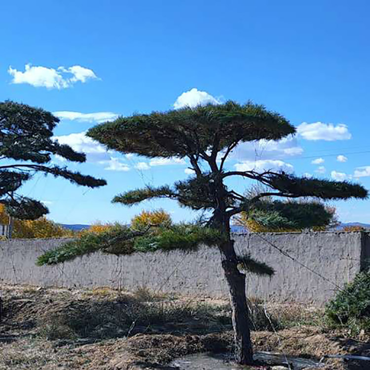 造型黑松基地