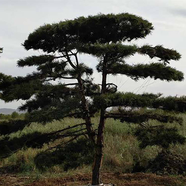 造型黑松