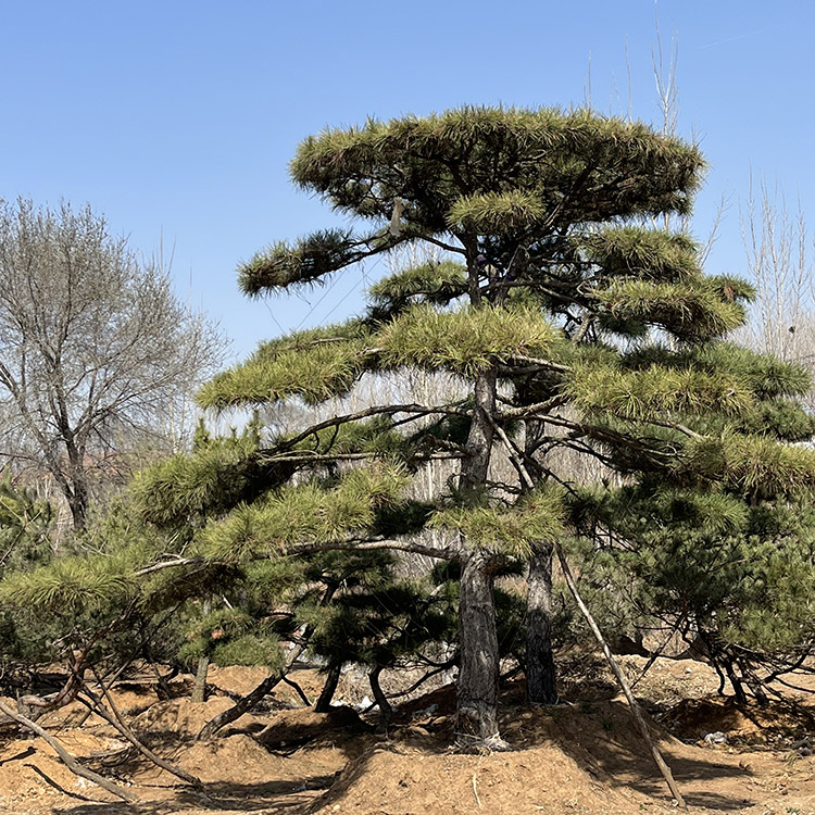 造型景观松基地