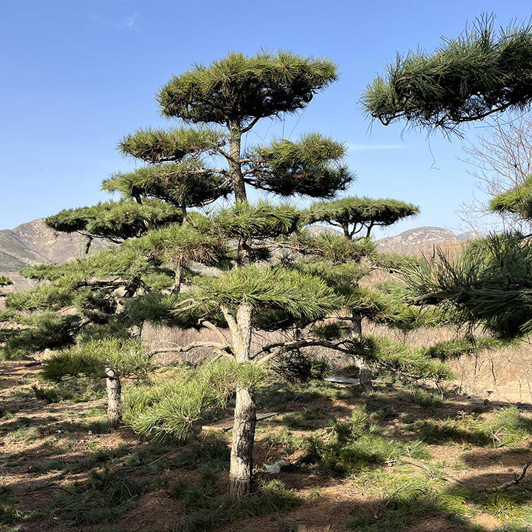 造型景观松