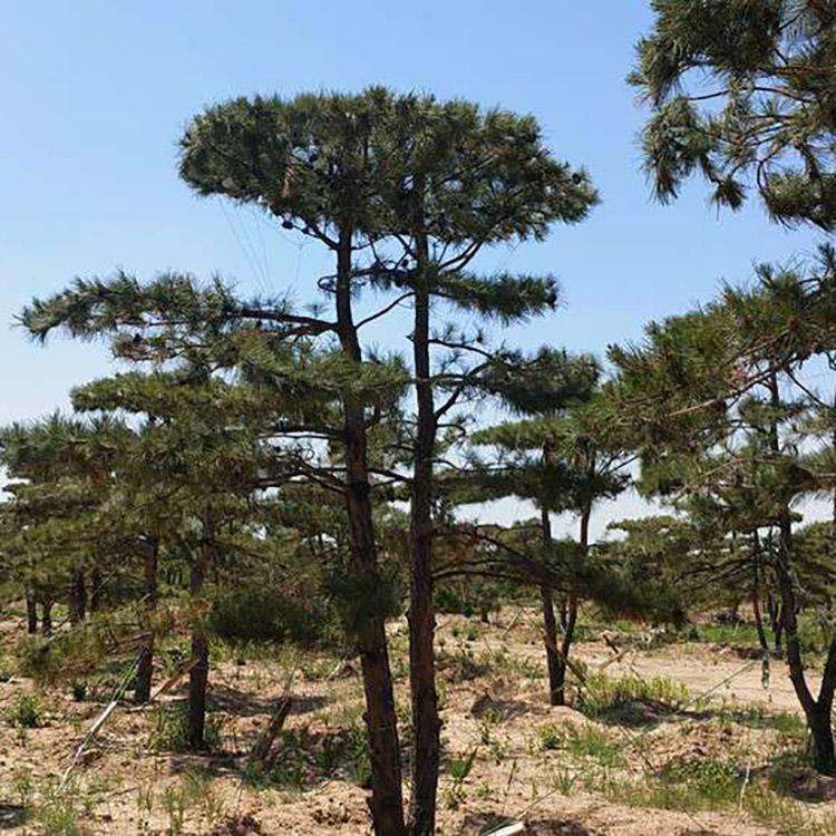 造型景观松基地