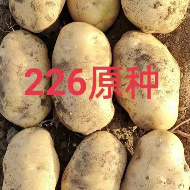 冀张薯(12)226原种