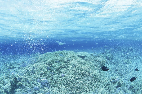 海域生态环境评估