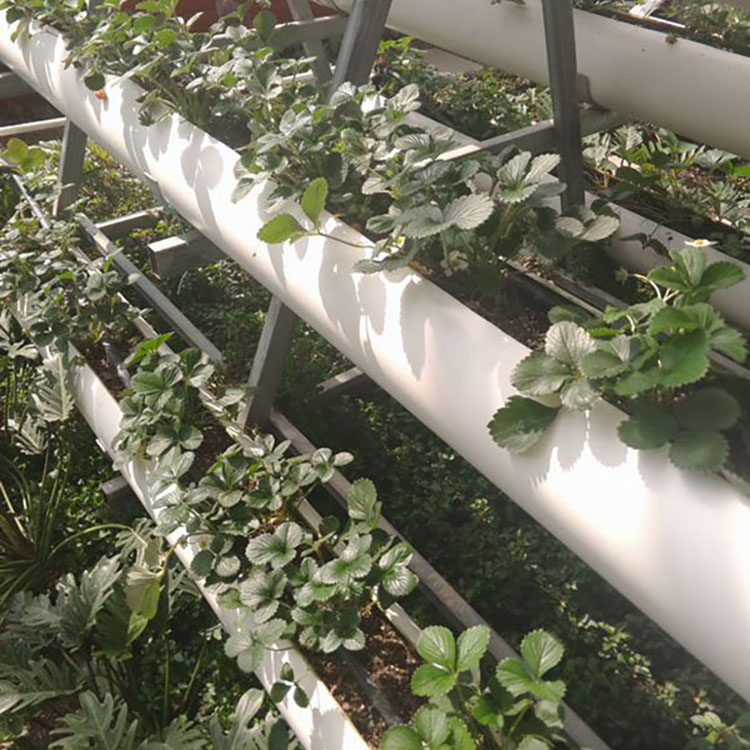 Soilless Cultivation