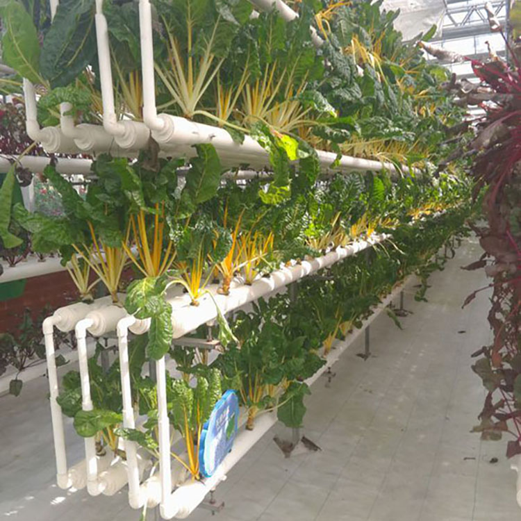 Soilless Cultivation