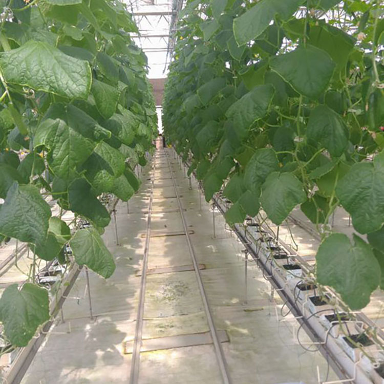 Soilless Cultivation