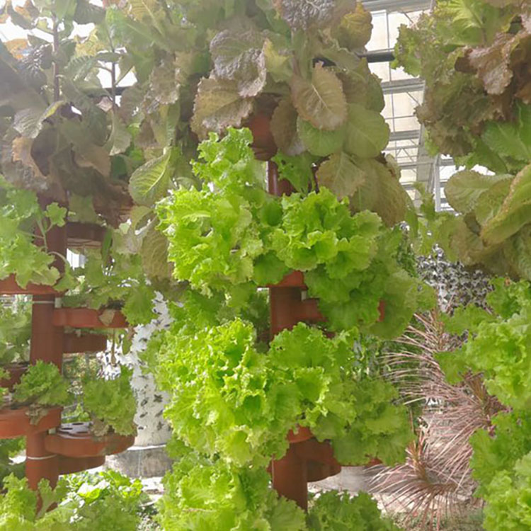 Soilless Cultivation