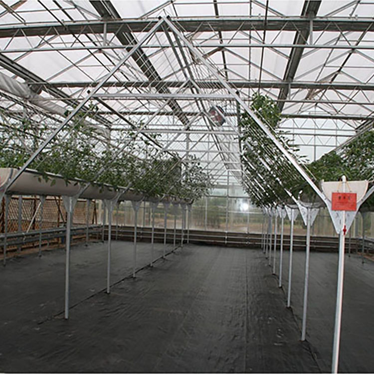 Soilless Cultivation