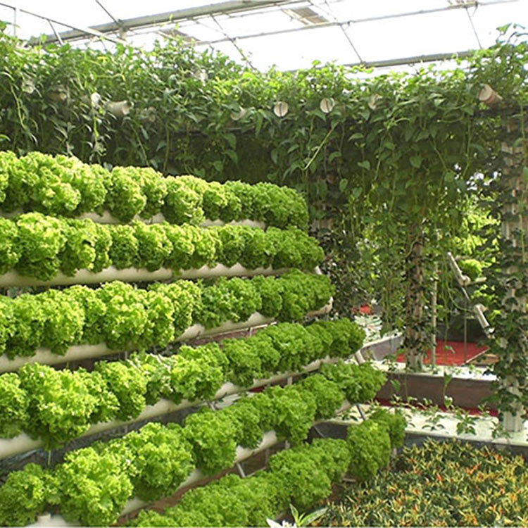 Soilless Cultivation