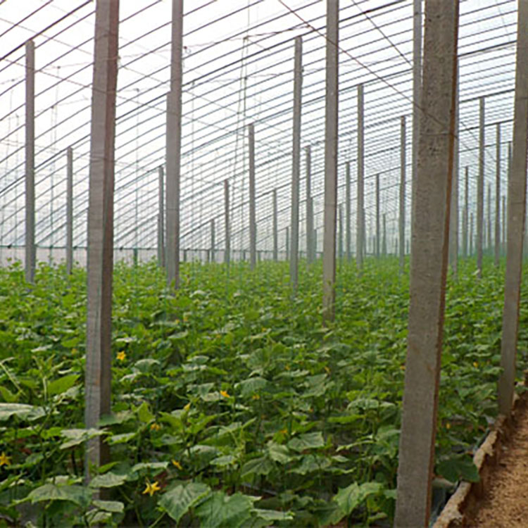 Solar Greenhouse, Construction of Solar Vegetable Greenhouse