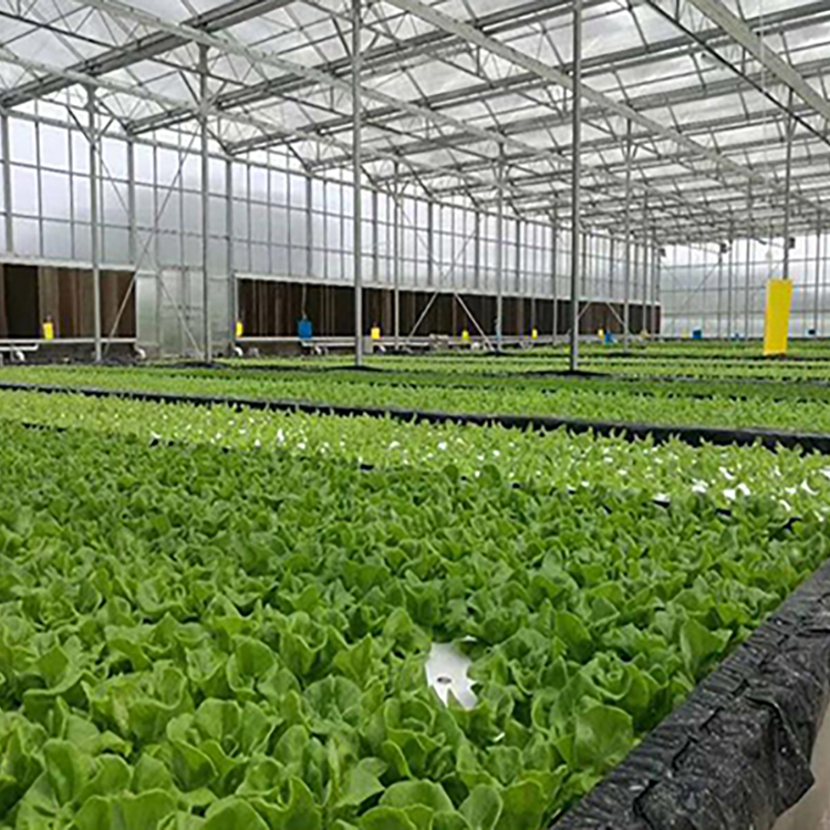 Polycarbonate Greenhouse - Aesthetic and Practical with a Novel Appearance