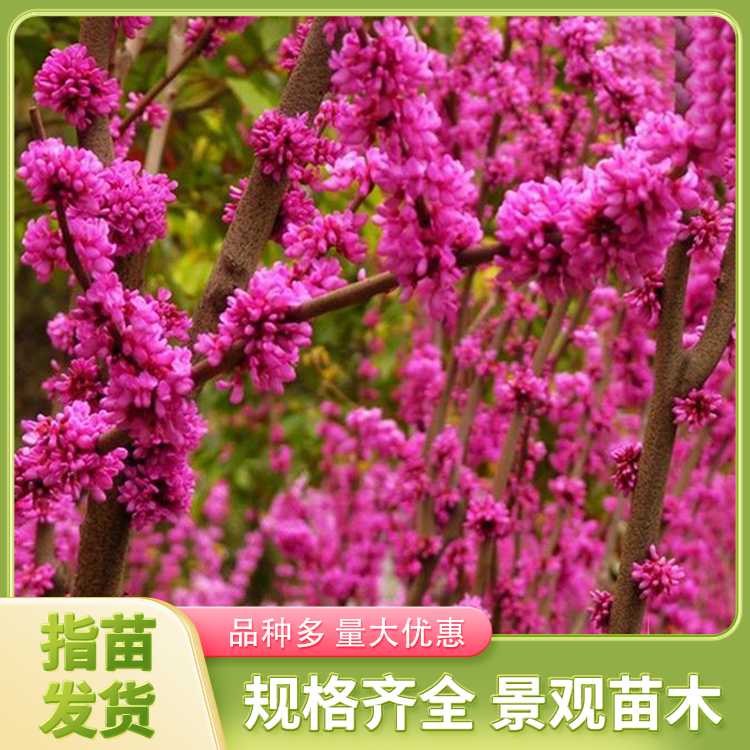 园林景观紫荆
